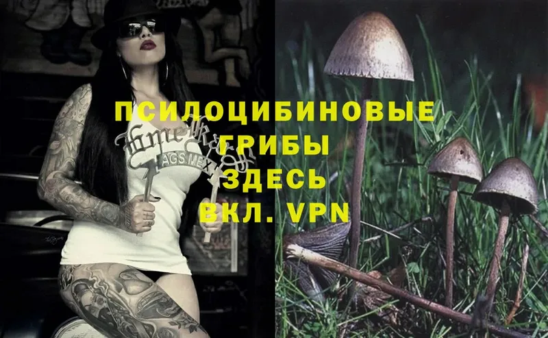 Галлюциногенные грибы Psilocybe  даркнет сайт  Очёр 